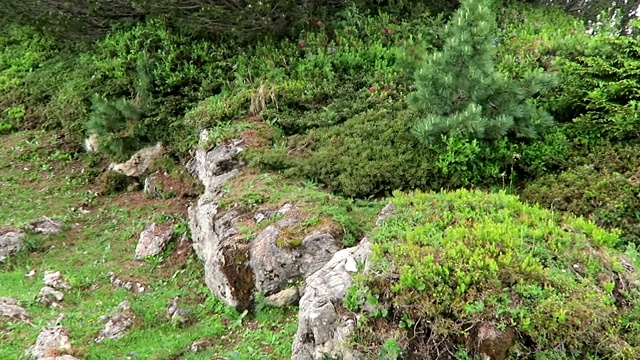 阿尔卑斯山龙胆花圆叶，奥地利齐勒塔尔山谷。(龙胆)和松树视频素材