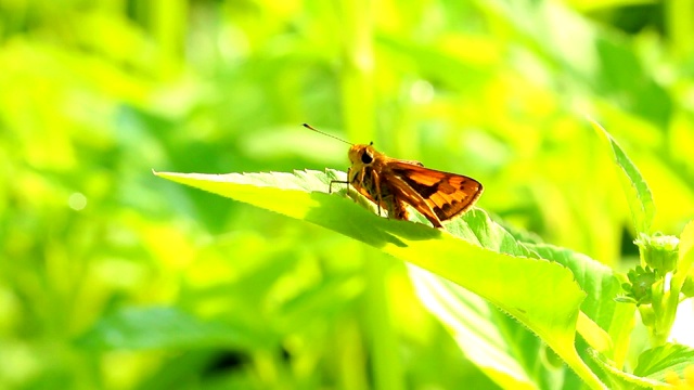 蝴蝶抱着叶子视频素材