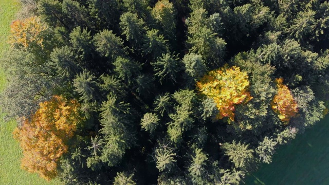 飞越德国南部Allgäu的秋天森林视频下载