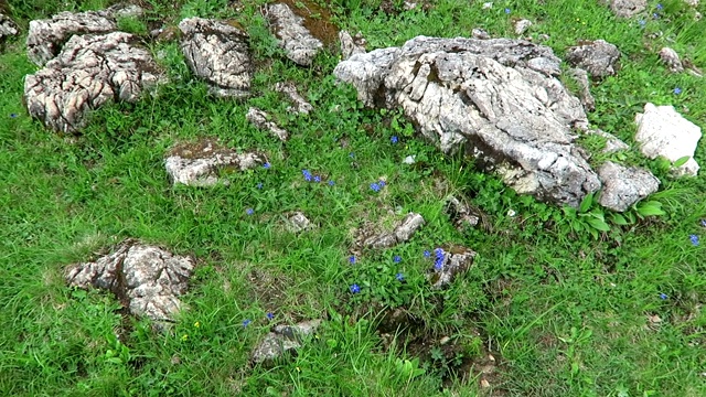 阿尔卑斯山龙胆花圆叶，奥地利齐勒塔尔山谷。(龙胆轮匝肌)视频素材