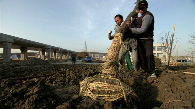 虹桥机场的一处建筑工地上，园丁们正在努力种树。视频素材