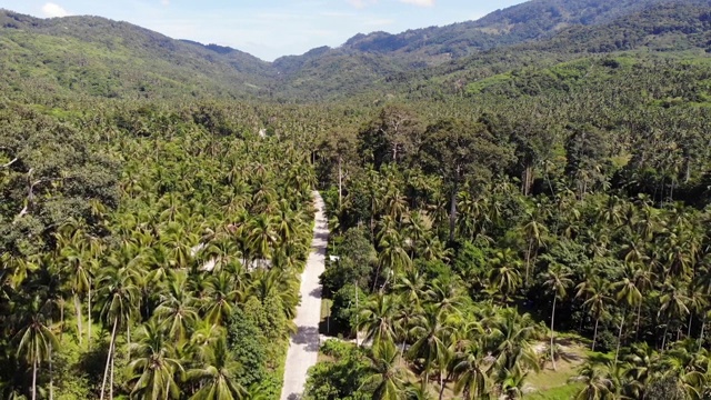 穿过椰子种植园的小路。泰国苏梅岛阳光明媚的日子里，穿过椰子树的公路。无人机的天堂山景观。在绿意中飞翔。森林砍伐。视频素材