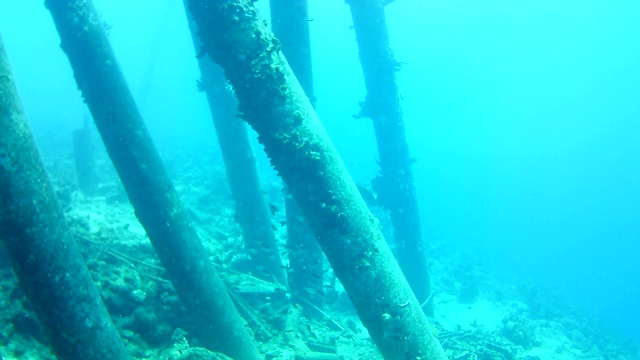 珊瑚生命加勒比海博内尔岛水下潜水潜水员录像视频素材