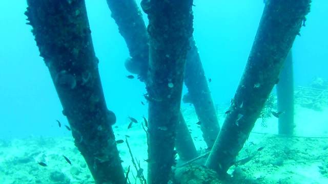 珊瑚生命加勒比海博内尔岛水下潜水潜水员录像视频素材