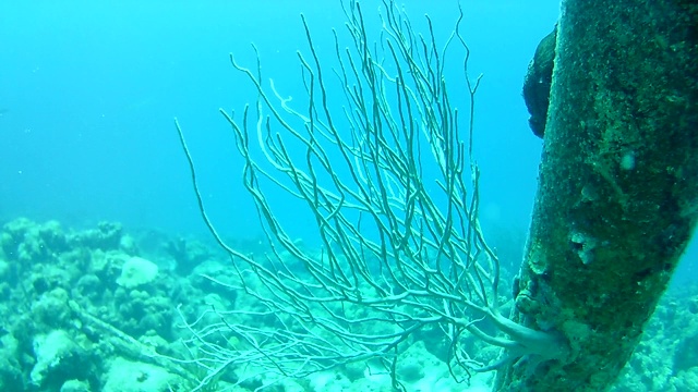 珊瑚生命加勒比海博内尔岛水下潜水潜水员录像视频素材