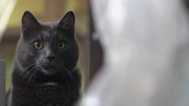 室内的灰猫，睁大眼睛跟踪在房间的游戏。视频素材