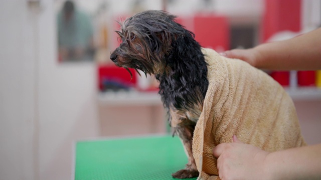 约克郡犬在宠物美容沙龙洗澡视频素材