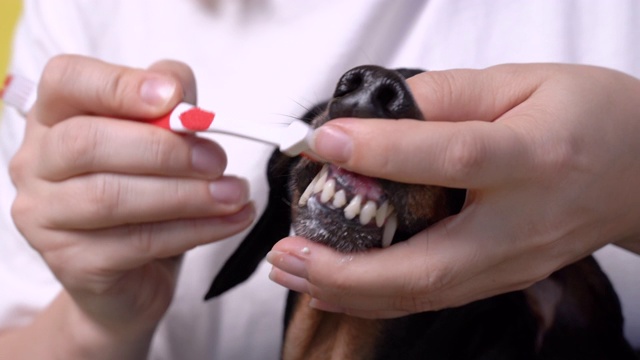 主人用腊肠犬专用的动物刷仔细地刷狗的牙齿视频素材