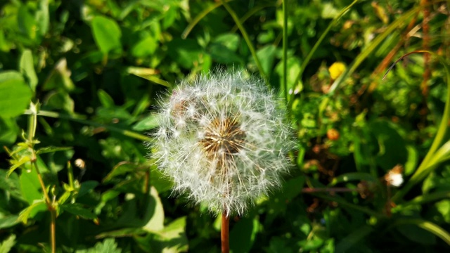 自然界中盛开的蒲公英生长在绿色的草丛中。旧的蒲公英特写镜头。自然背景下的蒲公英草。绿色的自然背景。视频素材