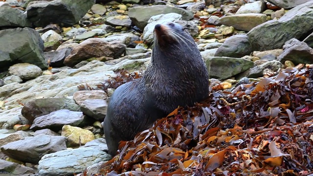 新西兰南岛凯库拉海岸上的海豹海狮视频素材