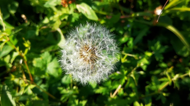 自然界中盛开的蒲公英生长在绿色的草丛中。旧的蒲公英特写镜头。自然背景下的蒲公英草。绿色的自然背景。视频素材