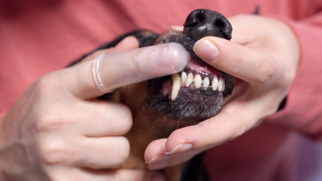 近距离的主人用柔软的牙刷给家里的腊肠犬刷门牙视频素材