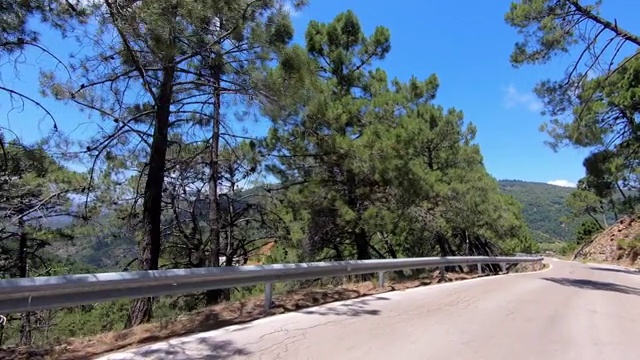 在松树林之间的乡村道路上行驶视频素材