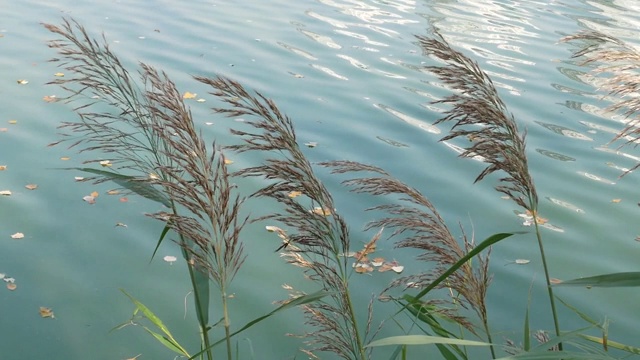 芦苇在水的背景上。大自然。湖泊和河流。视频素材