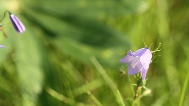 风铃或钟花随风摇摆视频素材