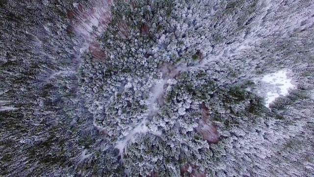 鸟瞰图松树在雪视频素材