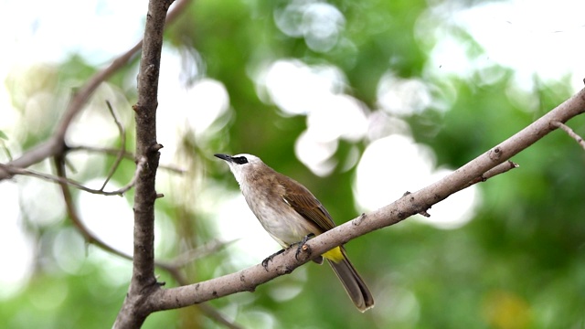 在自然界中栖息在树上的鸟(黄气孔的白头翁)视频下载