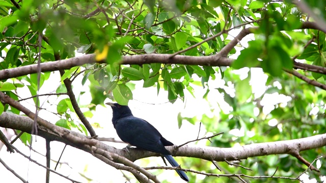 在自然界中栖息在树上的鸟(亚洲柏树)视频下载