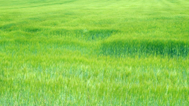 北海道的麦田视频素材