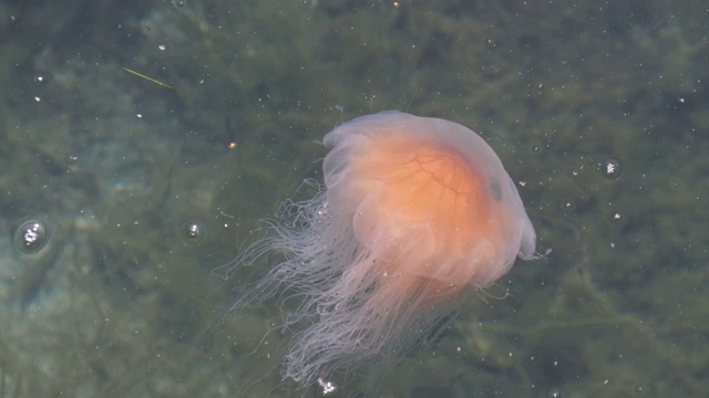 挪威南海岸的橙色水母视频素材