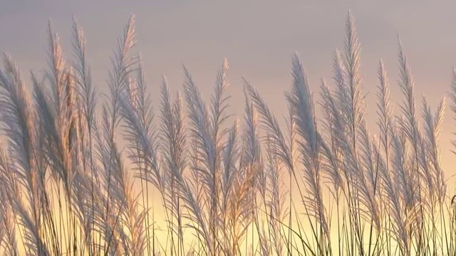 风吹苇花迎夕照视频素材