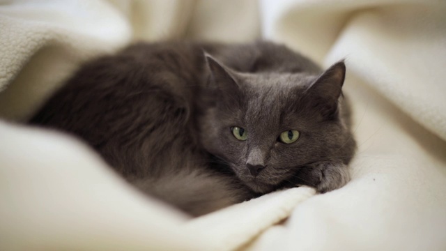 漂亮的灰色毛茸茸的猫睡在沙发上。视频素材