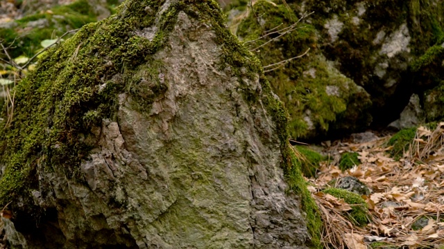 岩石和苔藓视频素材