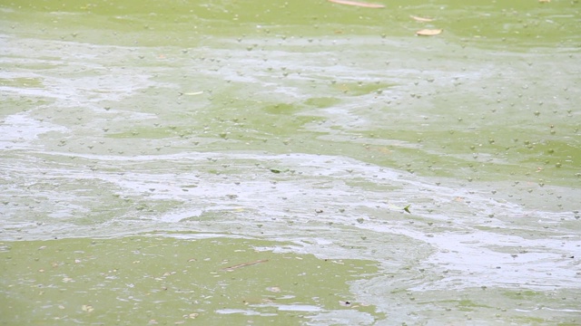 夏季，水藻在湖泊边缘流动、泛滥，污染水体和环境。生态灾难的概念。视频素材