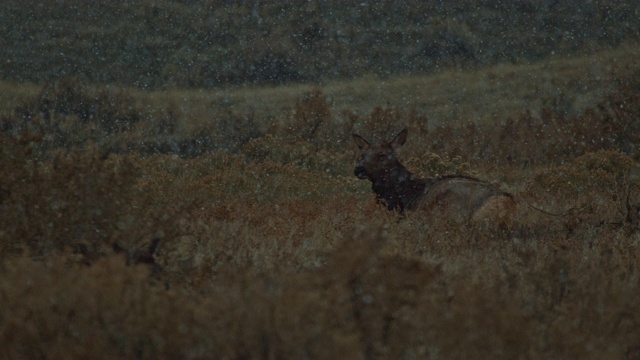 麋鹿慢镜头暴风雪冬天视频素材