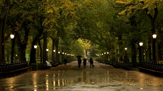 中央公园秋雨视频素材