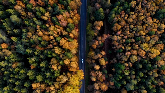 鸟瞰图森林道路在秋天与汽车。空中俯瞰笔直的道路与汽车在多彩的乡村秋天森林。秋天橙色，绿色，黄色，红色的叶子树树林。视频素材