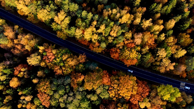 鸟瞰图森林道路在秋天与汽车。空中俯瞰笔直的道路与汽车在多彩的乡村秋天森林。秋天橙色，绿色，黄色，红色的叶子树树林。视频素材