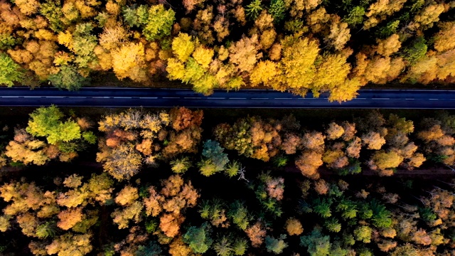 鸟瞰图森林道路在秋天与汽车。空中俯瞰笔直的道路与汽车在多彩的乡村秋天森林。秋天橙色，绿色，黄色，红色的叶子树树林。视频素材