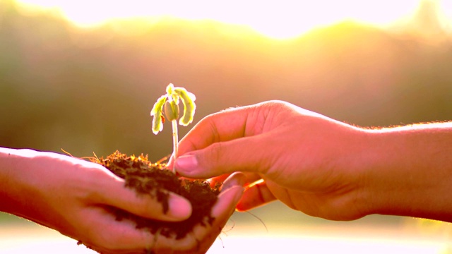 孩子们用手浇灌幼苗的镜头特写。生态学的概念。视频素材