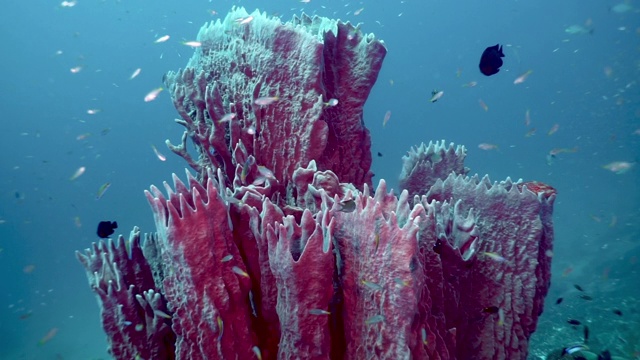 桶状海绵(Xestospongia testudinaria)在珊瑚礁自然碳捕获系统视频素材