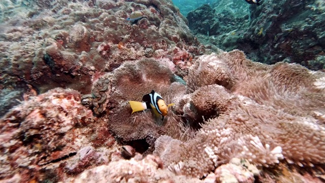 水下地毯海葵(Stichodactyla giant tea)中的三种小丑鱼(Amphiprion clarkii)视频素材