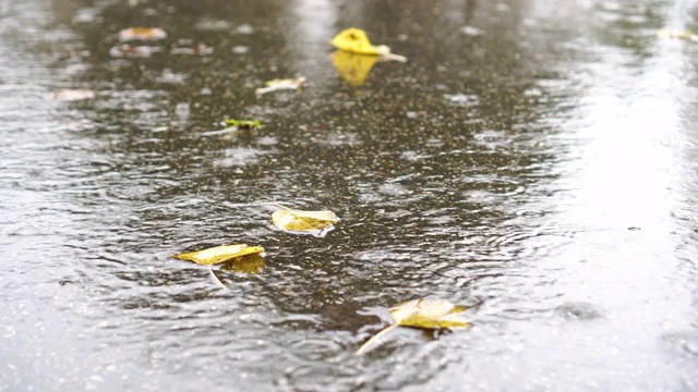 秋天的落叶在雨天的泥坑里，在柏油路上视频素材