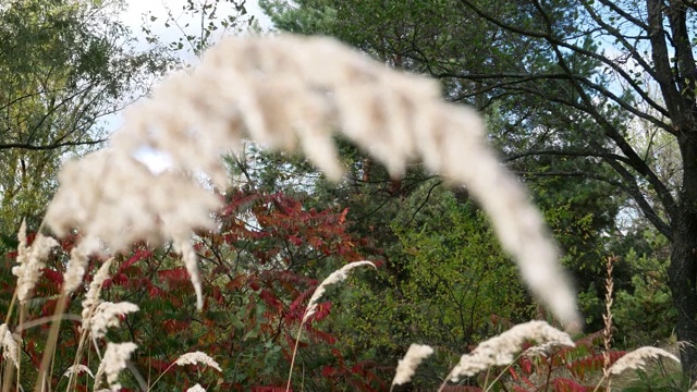 干草在风中。自然景观。视频素材