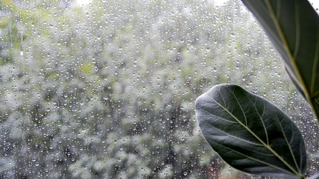 室外阴雨天气下的榕树叶子视频素材