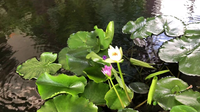 水百合在自然池塘中随风摇曳，祈祷之花在佛中视频素材