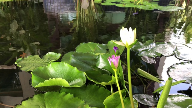 水百合在自然池塘中随风摇曳，祈祷之花在佛中视频素材