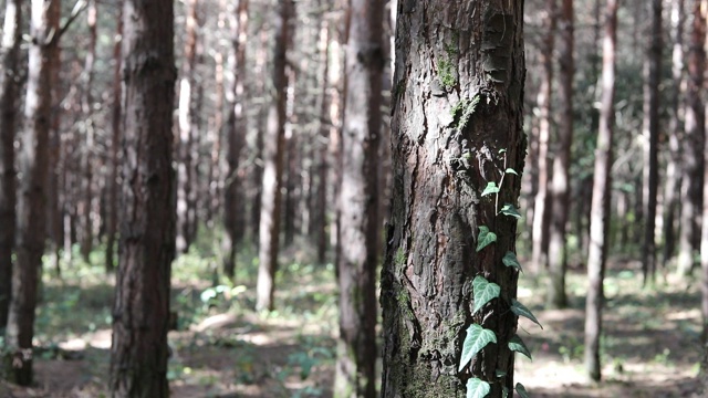 野生松林，树下长满青苔。日出后，在阳光明媚的早晨在树间穿梭。滑块拍摄视频素材