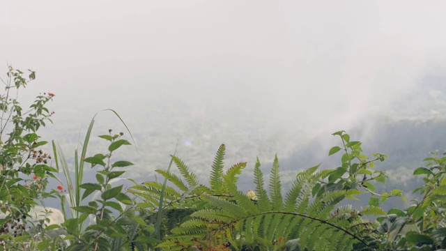 透过白雾和山顶的草，山谷的景色令人惊叹。视频素材