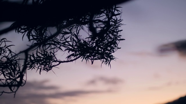 夕阳下的树枝剪影，粉红色的天空背景在野外。视频素材