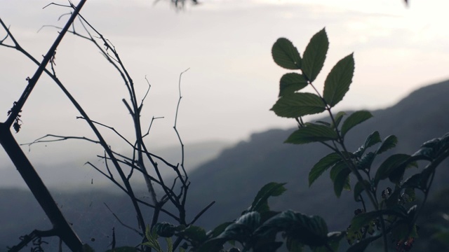 自然背景美丽的景观与山景透过树枝。视频素材