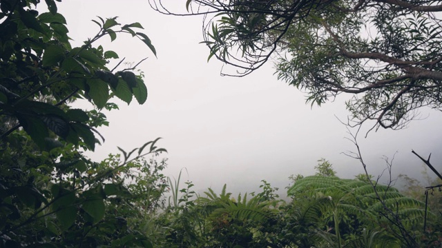 自然背景，白色的雾，绿色的草和树木周围的边缘。视频素材