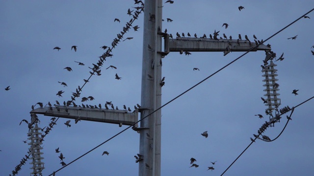 一群欧洲椋鸟(Sturnus vulgaris)栖息在头顶的电线上。Occitanie、法国视频素材