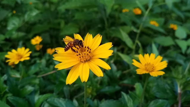 黄花上的蜜蜂视频素材