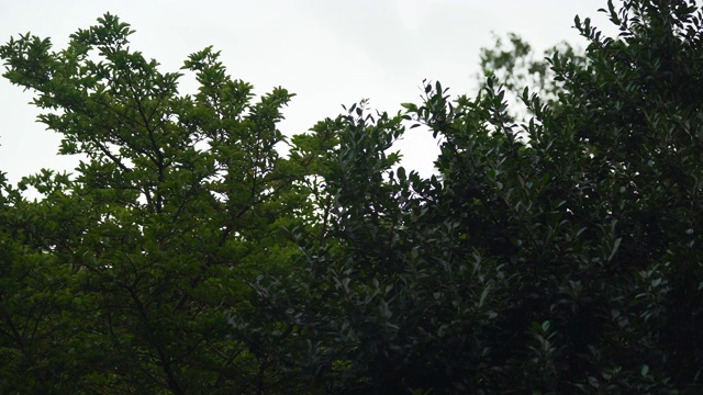 树枝在风雨中吹拂视频素材