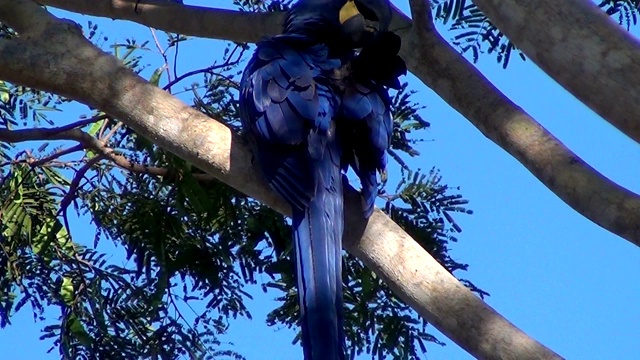 一只美丽的风信子或风信子金刚鹦鹉(Anodorhynchus hyacinthinus)在晨光照耀下的树上擦着翅膀。巴西潘塔纳湿地,。视频素材